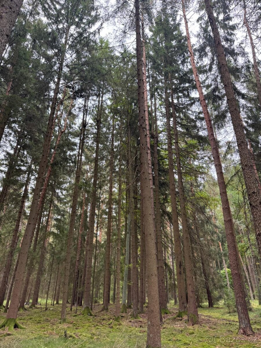 Prodej lesního pozemku k.ú. Zborov