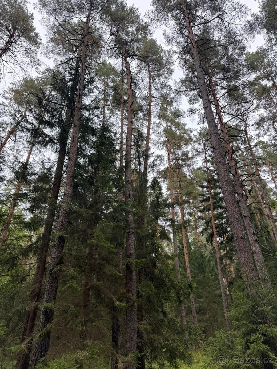 Prodej lesního pozemku k.ú. Zborov