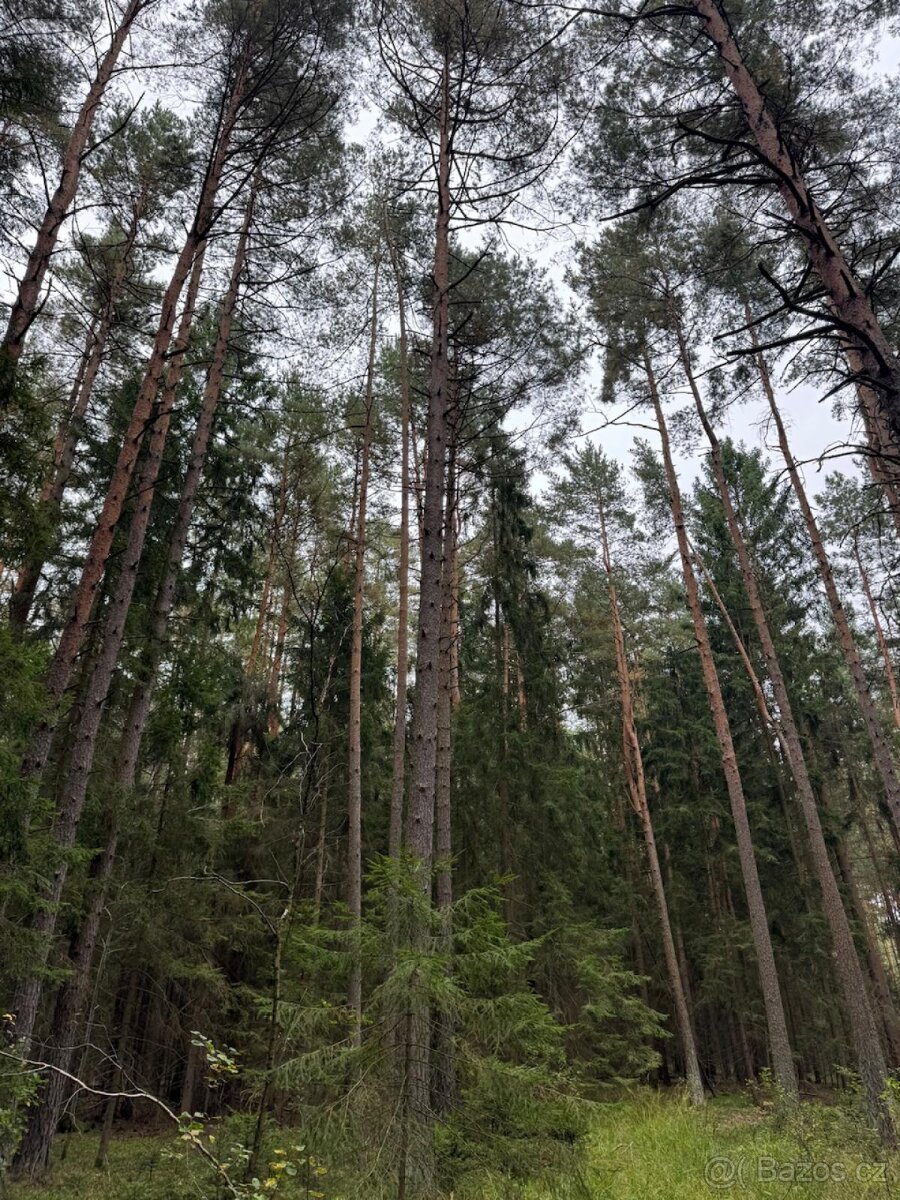 Prodej lesního pozemku k.ú. Zborov