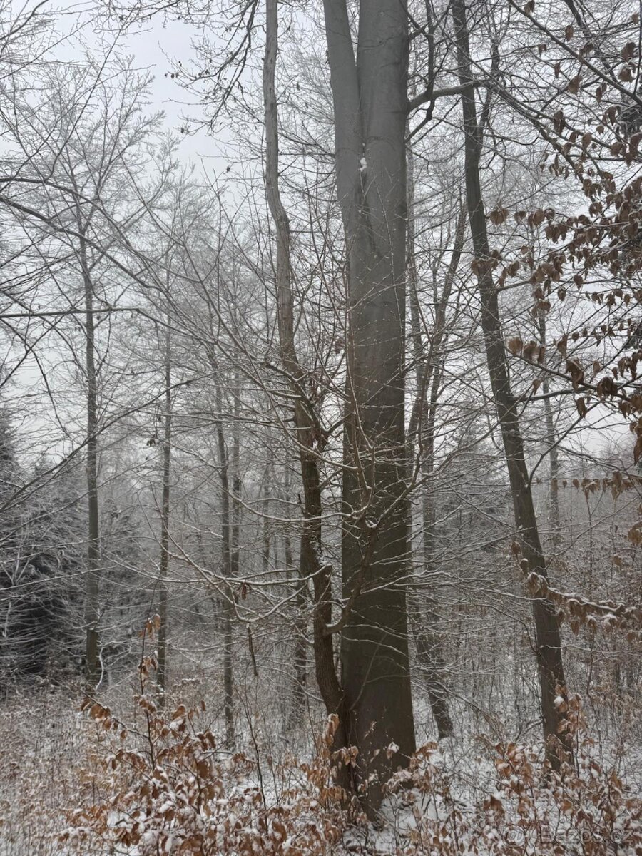 Prodej lesního pozemku k.ú. Janová