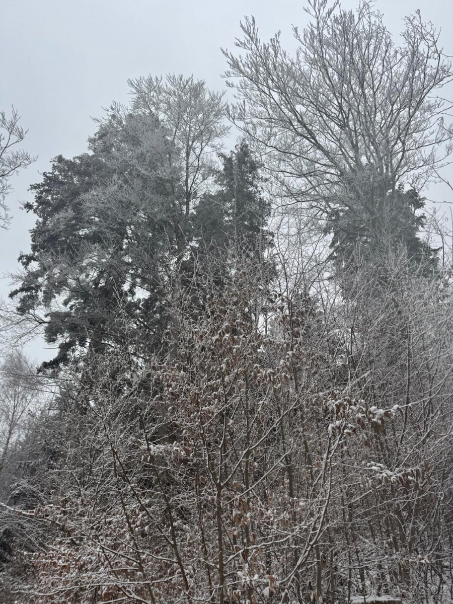 Prodej lesního pozemku k.ú. Janová