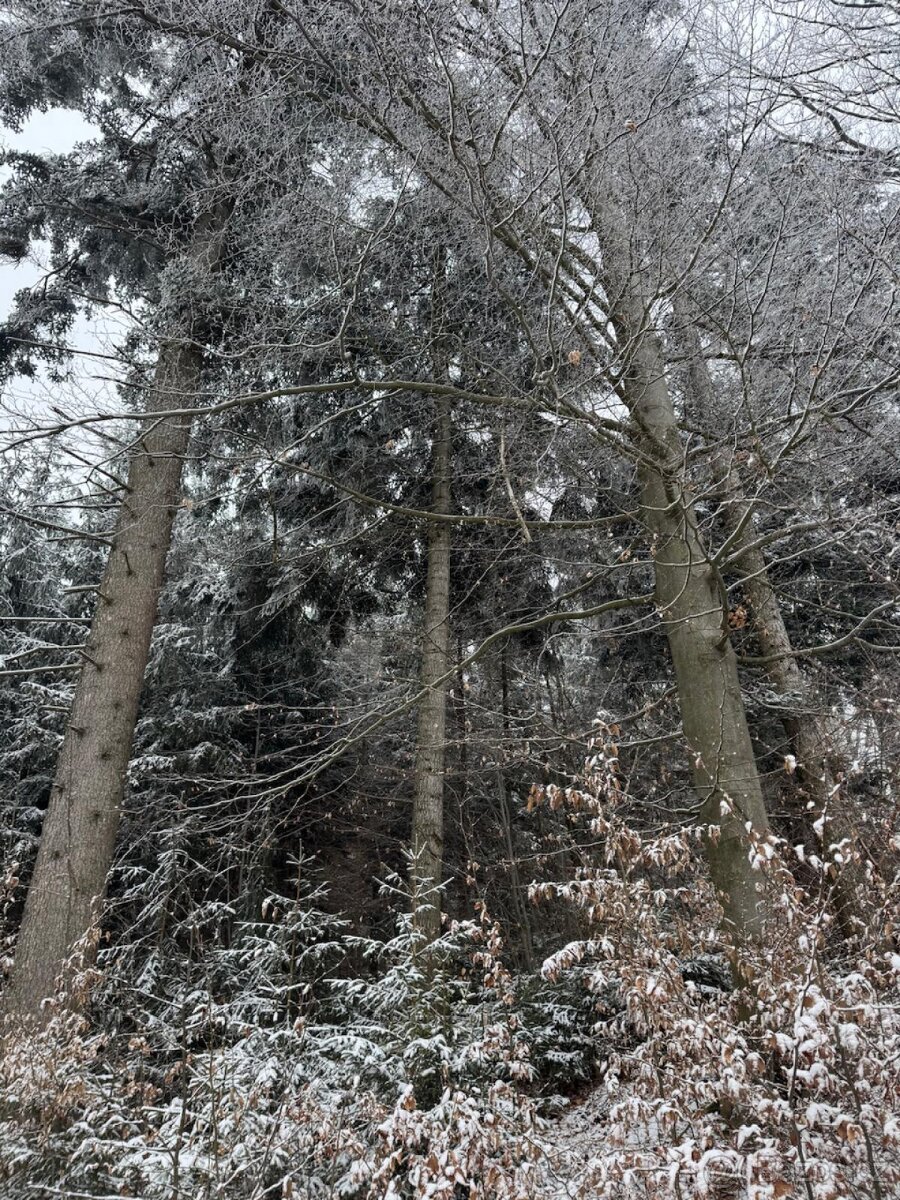 Prodej lesního pozemku k.ú. Janová