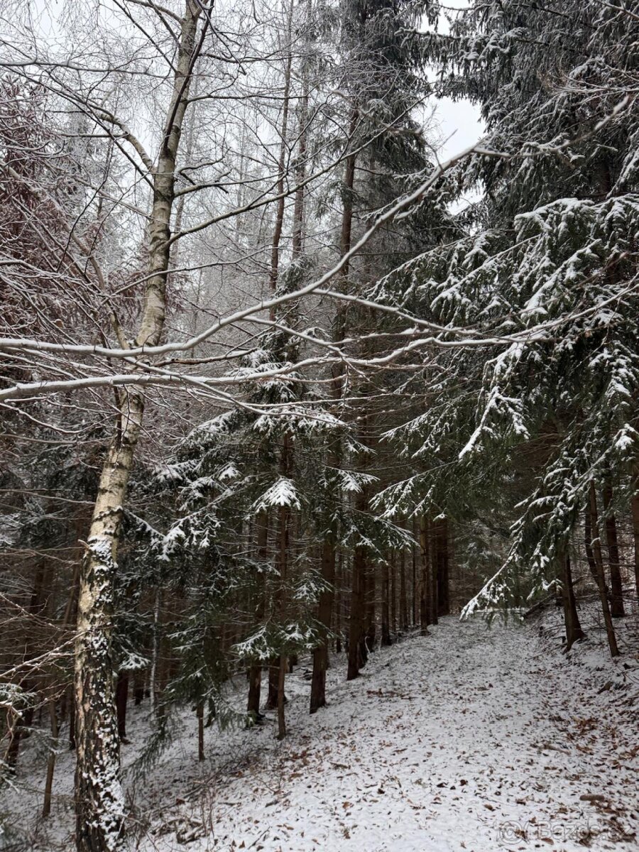 Prodej lesního pozemku k.ú. Janová
