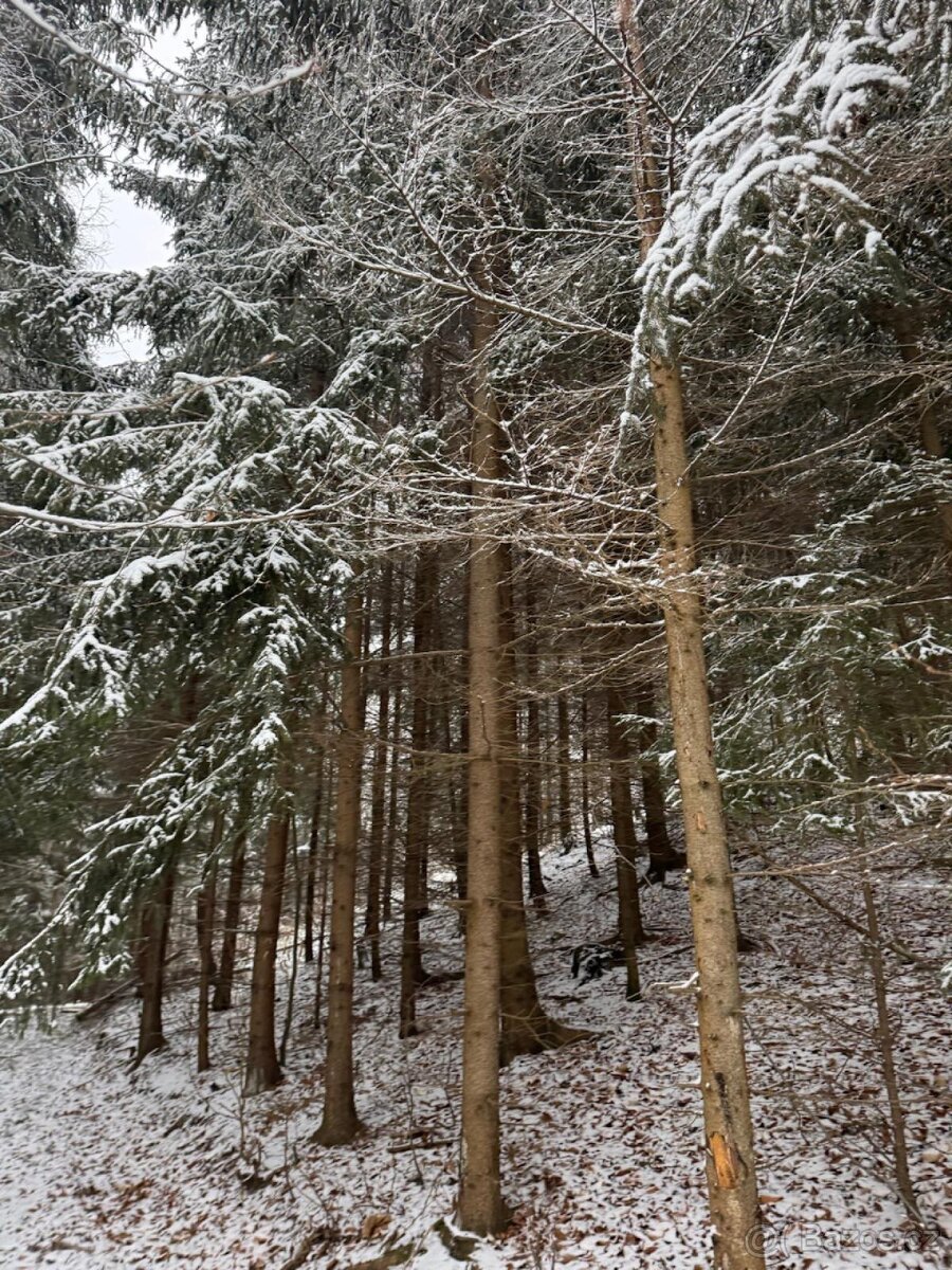 Prodej lesního pozemku k.ú. Janová