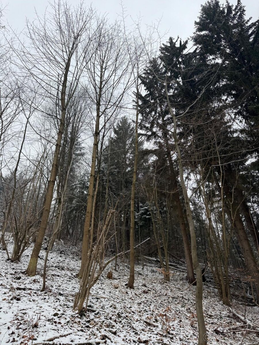 Prodej lesního pozemku k.ú. Janová