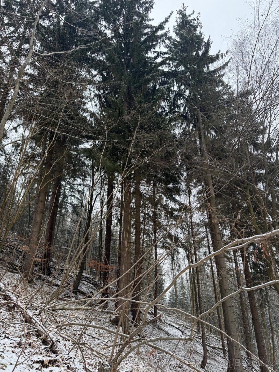 Prodej lesního pozemku k.ú. Janová