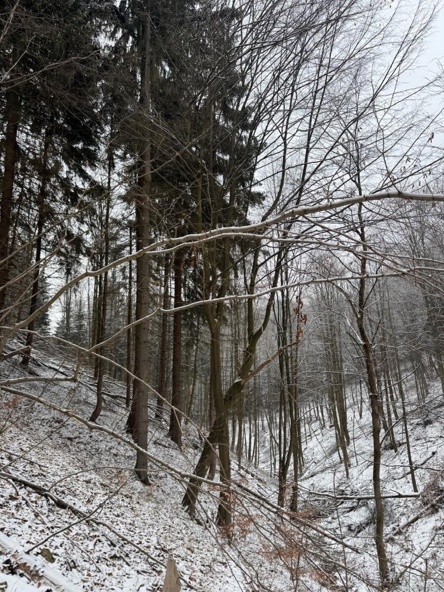 Prodej lesního pozemku k.ú. Janová