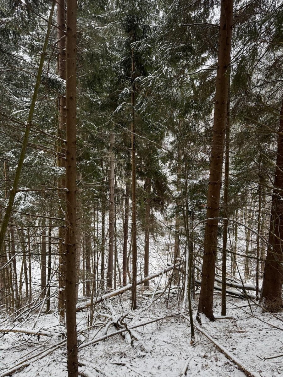 Prodej lesního pozemku k.ú. Janová