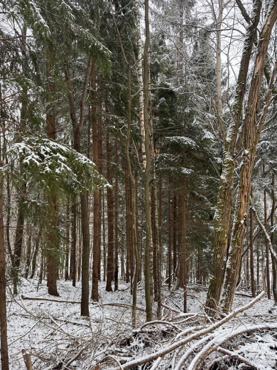 Prodej lesního pozemku k.ú. Janová