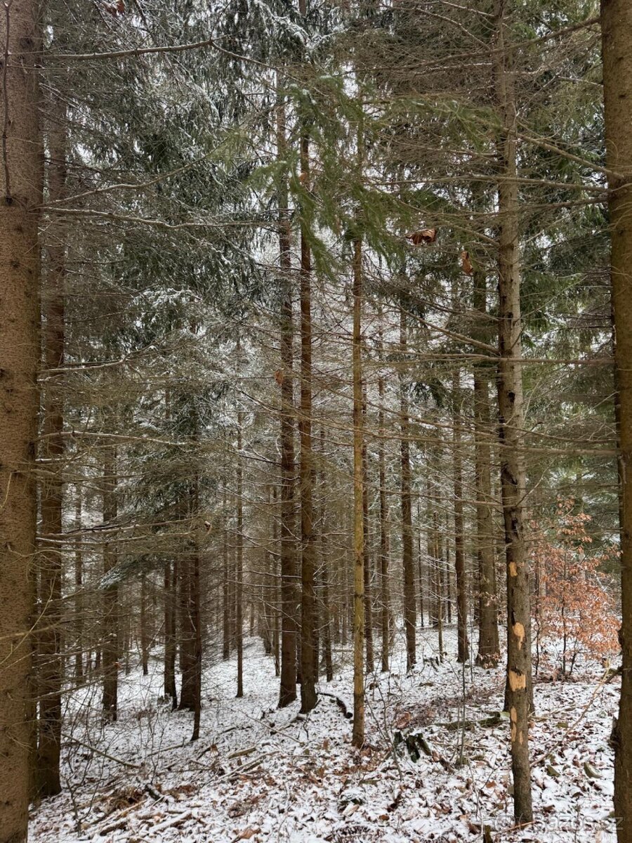 Prodej lesního pozemku k.ú. Janová