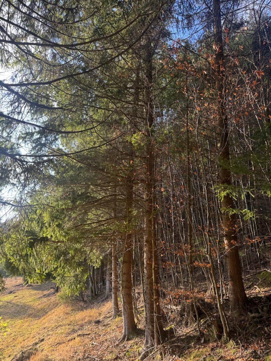 Prodej pozemků k.ú. Huslenky (1)