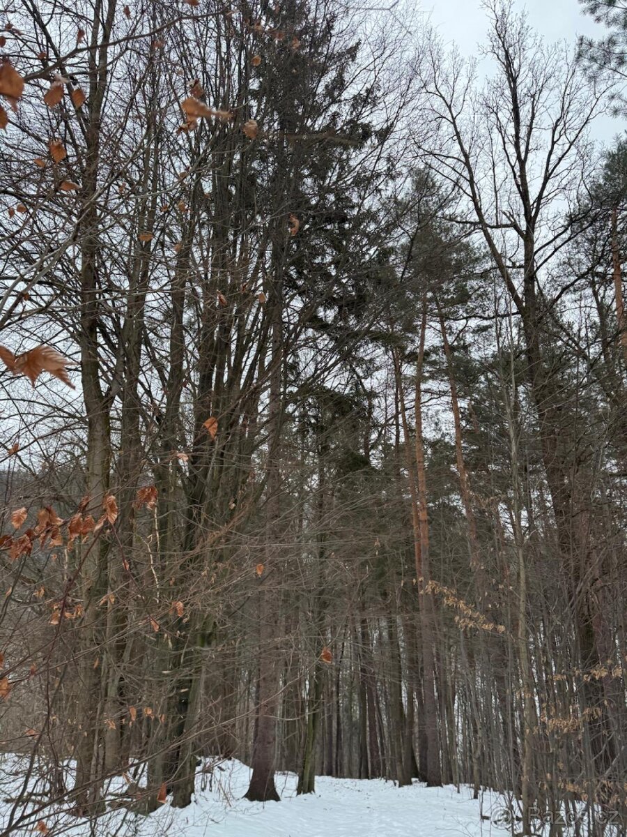 Prodej lesních pozemků k.ú. Malá Bystřice