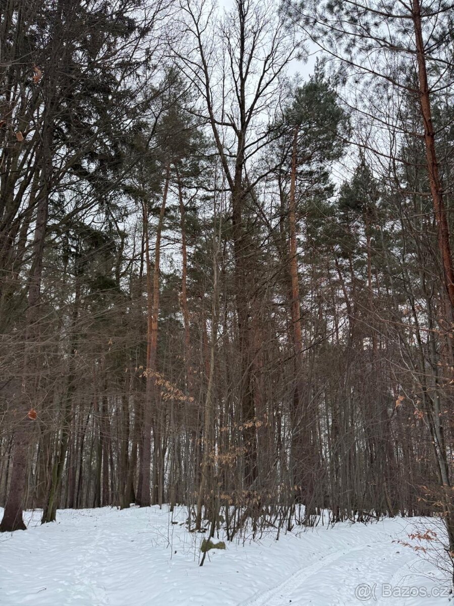 Prodej lesních pozemků k.ú. Malá Bystřice
