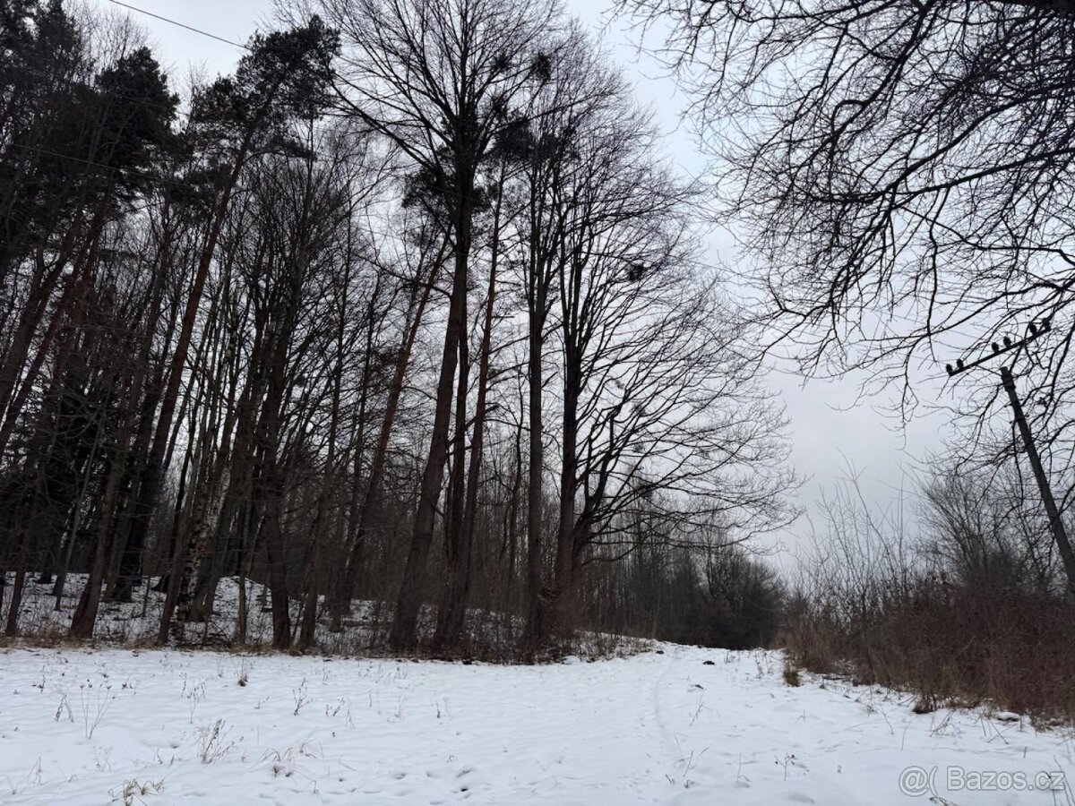 Prodej lesních pozemků k.ú. Malá Bystřice