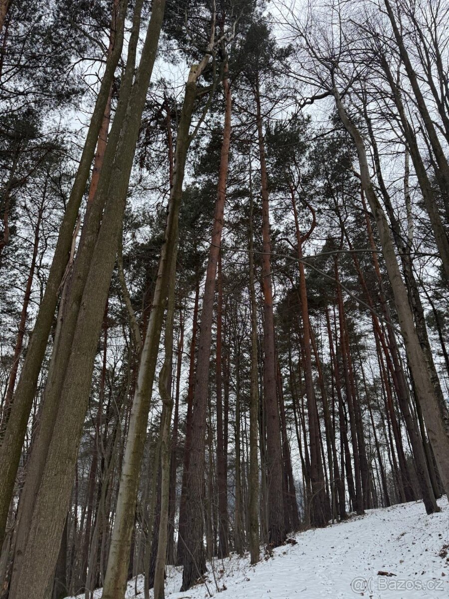 Prodej lesních pozemků k.ú. Malá Bystřice