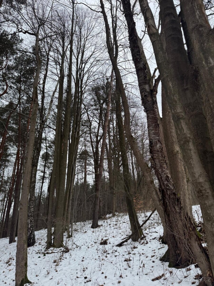 Prodej lesních pozemků k.ú. Malá Bystřice