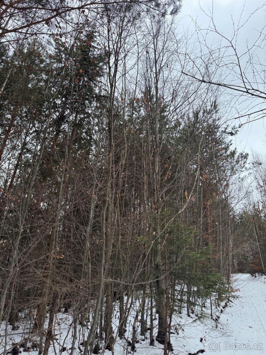 Prodej lesních pozemků k.ú. Malá Bystřice