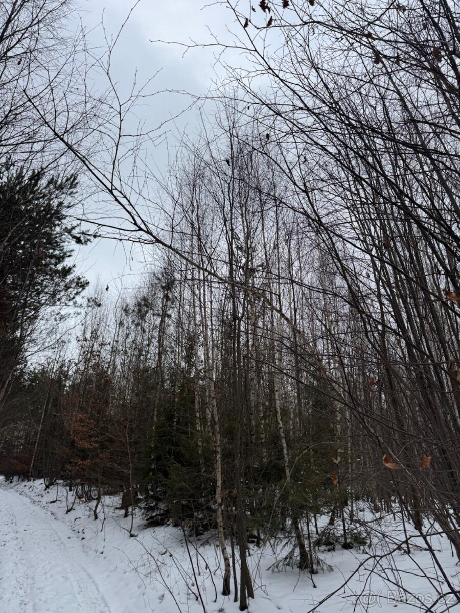 Prodej lesních pozemků k.ú. Malá Bystřice