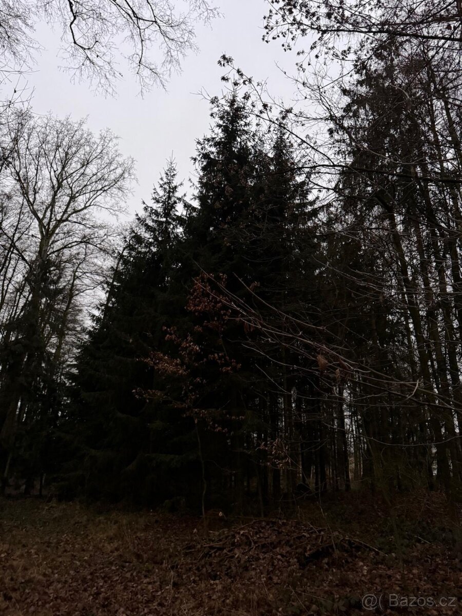 Prodej lesního pozemku v k.ú. Měcholupy u Předslavi