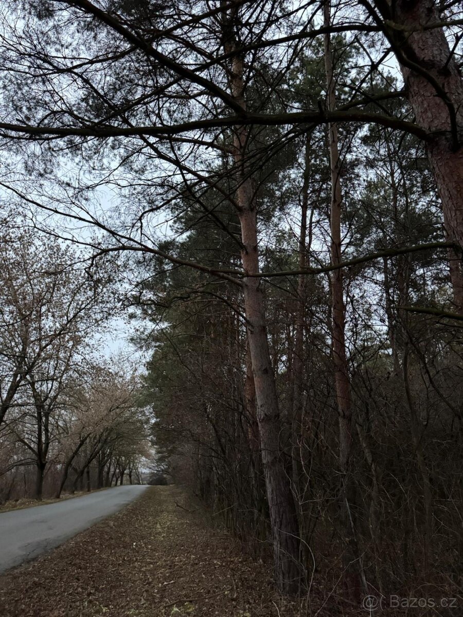 Prodej lesního pozemku k.ú. Vinaře