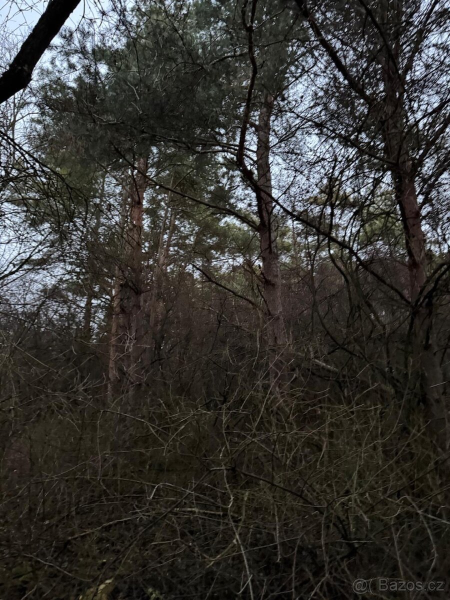 Prodej lesního pozemku k.ú. Vinaře