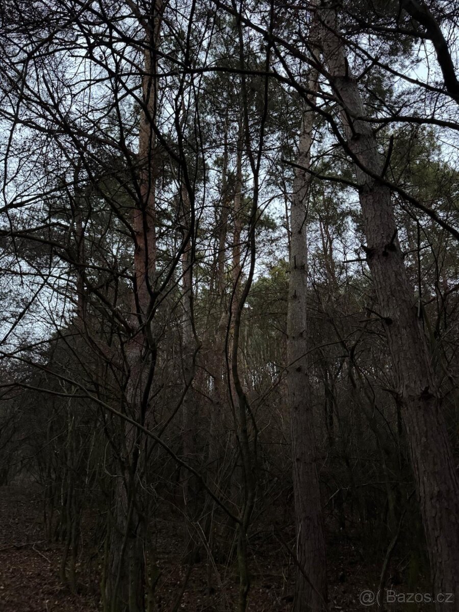 Prodej lesního pozemku k.ú. Vinaře