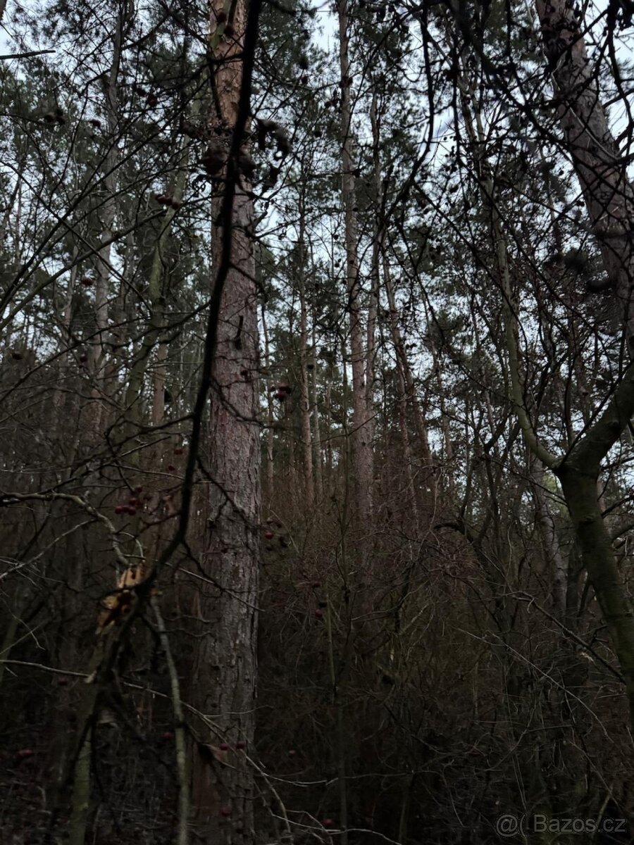 Prodej lesního pozemku k.ú. Vinaře