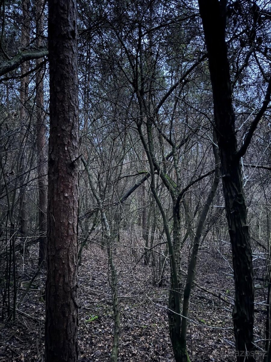 Prodej lesního pozemku k.ú. Vinaře