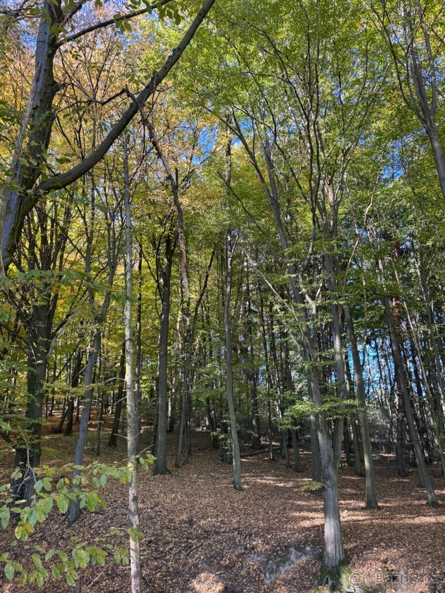 Prodej lesního pozemku v k.ú. Podolí u Mohelnice