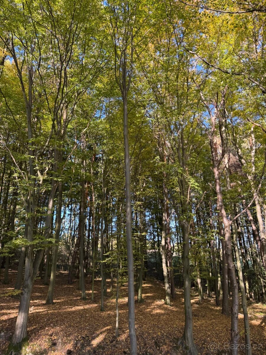 Prodej lesního pozemku v k.ú. Podolí u Mohelnice