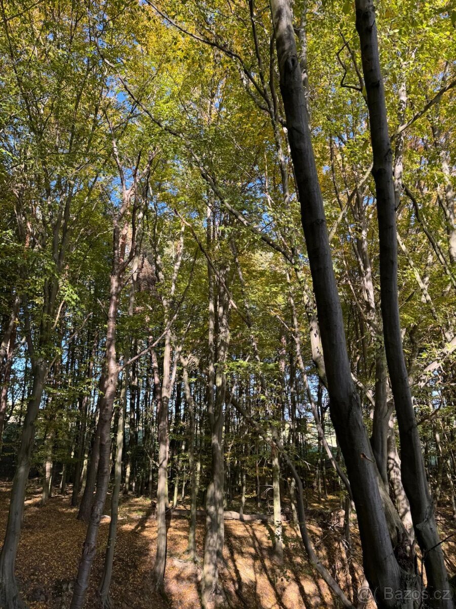 Prodej lesního pozemku v k.ú. Podolí u Mohelnice