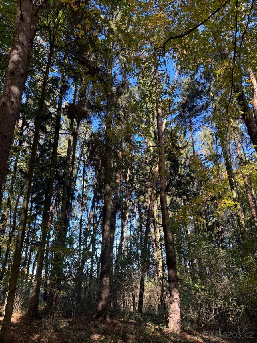 Prodej lesního pozemku v k.ú. Podolí u Mohelnice