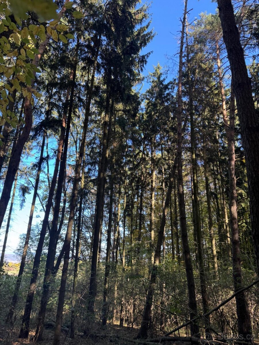 Prodej lesního pozemku v k.ú. Podolí u Mohelnice