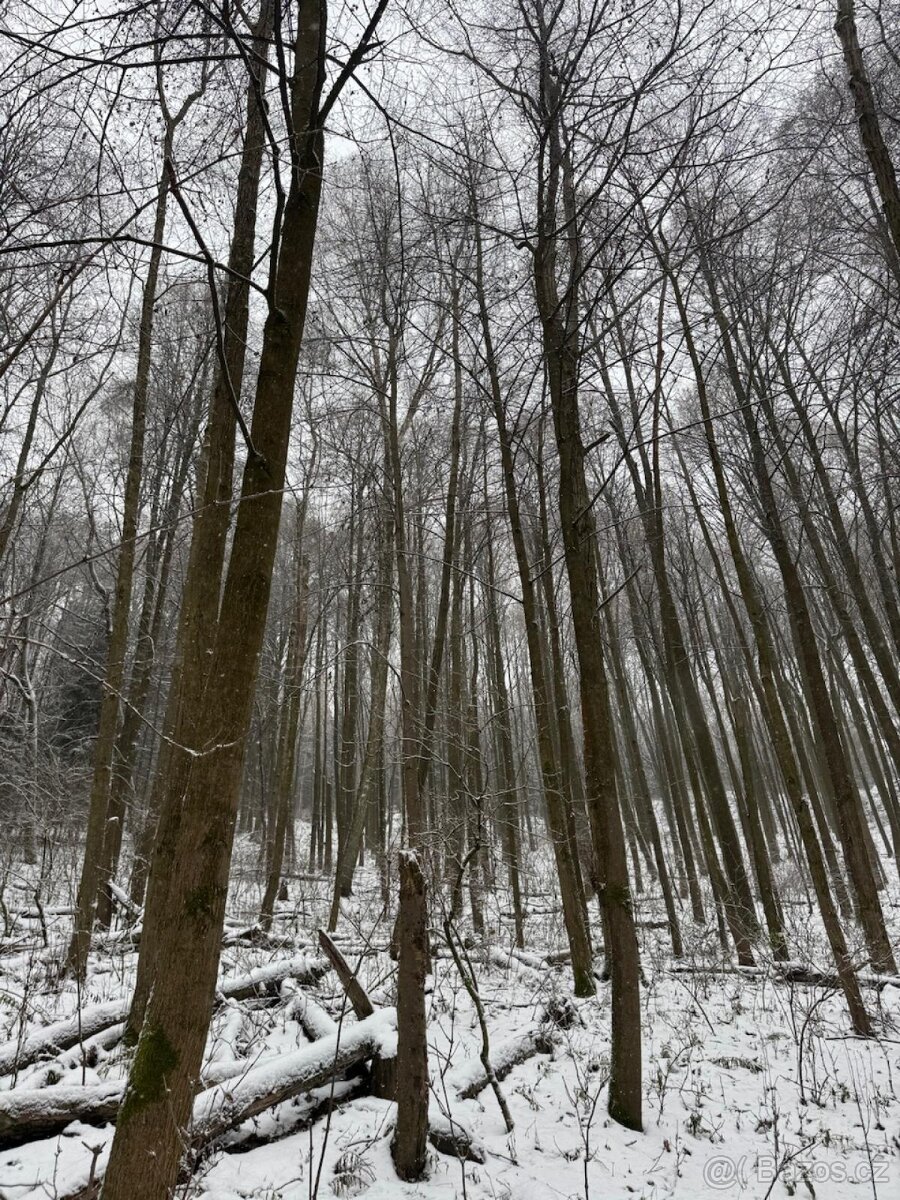 Prodej lesních pozemků k.ú. Maršíkov