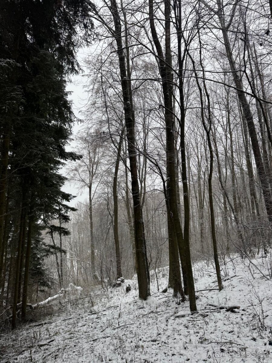 Prodej lesních pozemků k.ú. Maršíkov