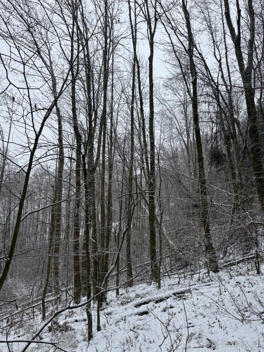 Prodej lesních pozemků k.ú. Maršíkov