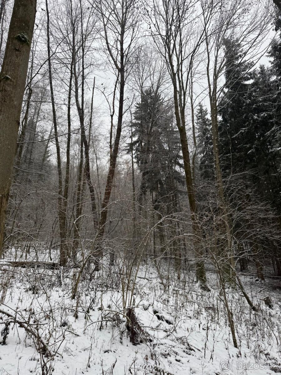 Prodej lesních pozemků k.ú. Maršíkov