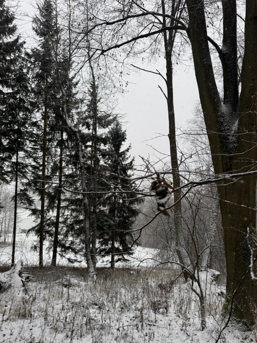 Prodej lesních pozemků k.ú. Maršíkov