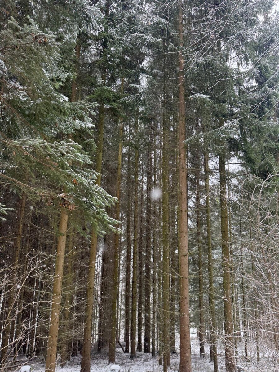 Prodej lesních pozemků k.ú. Maršíkov