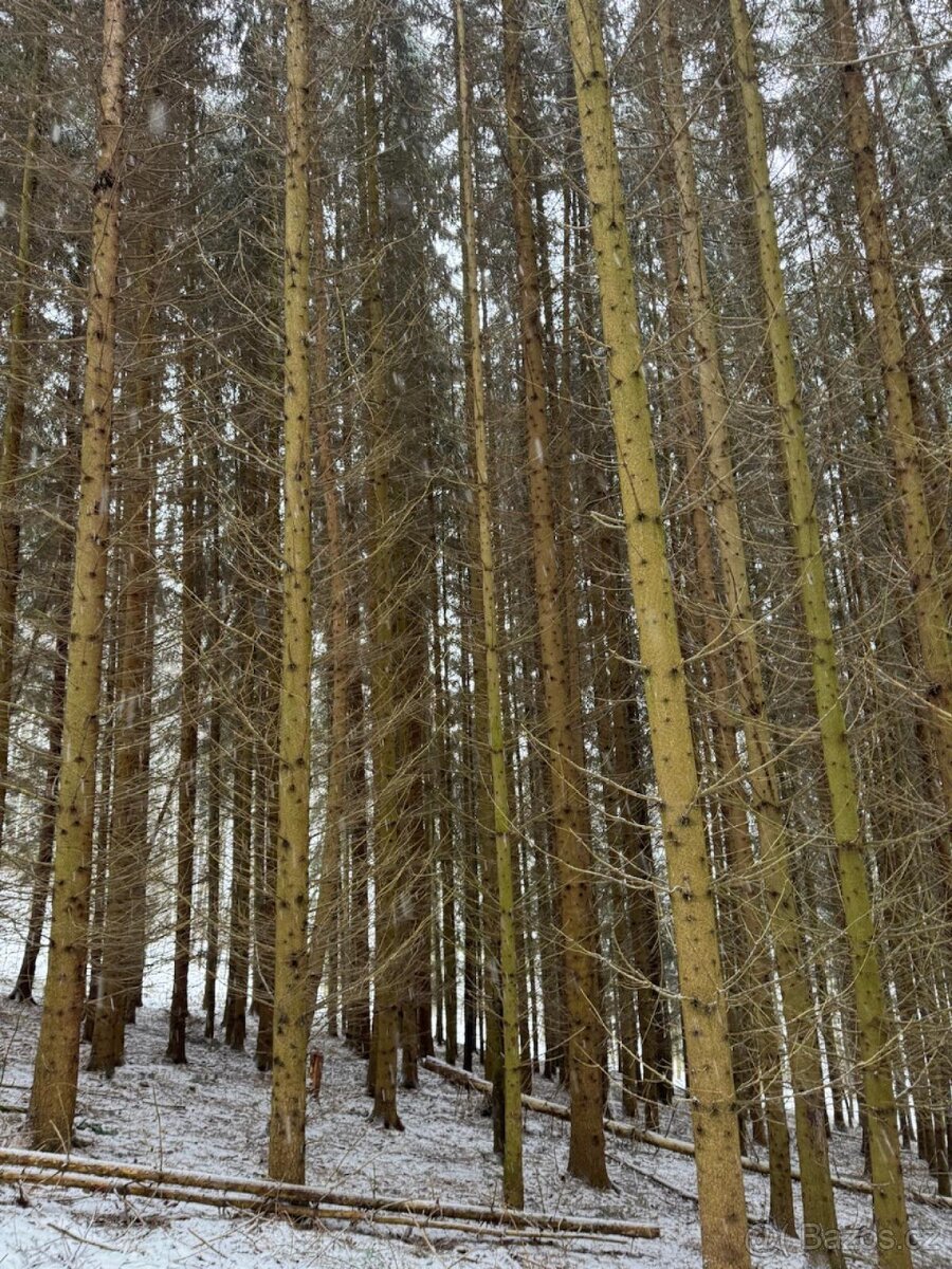 Prodej lesních pozemků k.ú. Maršíkov