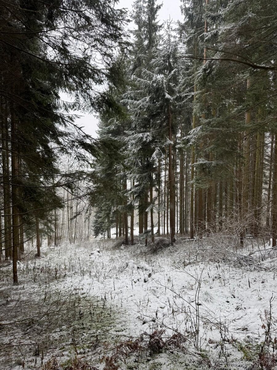 Prodej lesních pozemků k.ú. Maršíkov