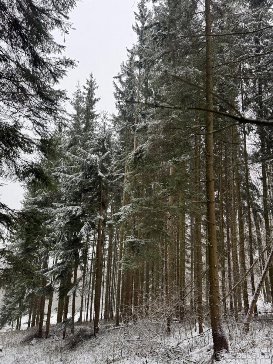 Prodej lesních pozemků k.ú. Maršíkov