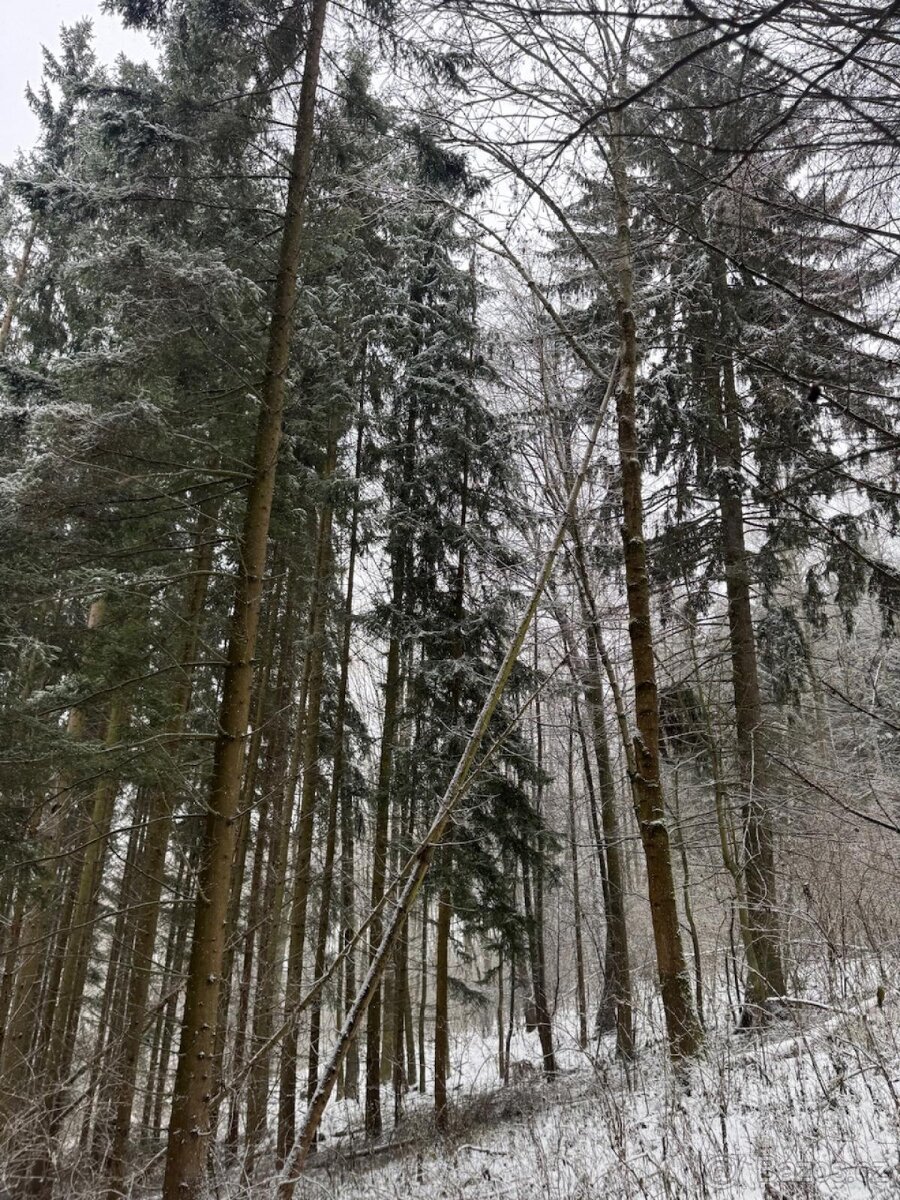 Prodej lesních pozemků k.ú. Maršíkov