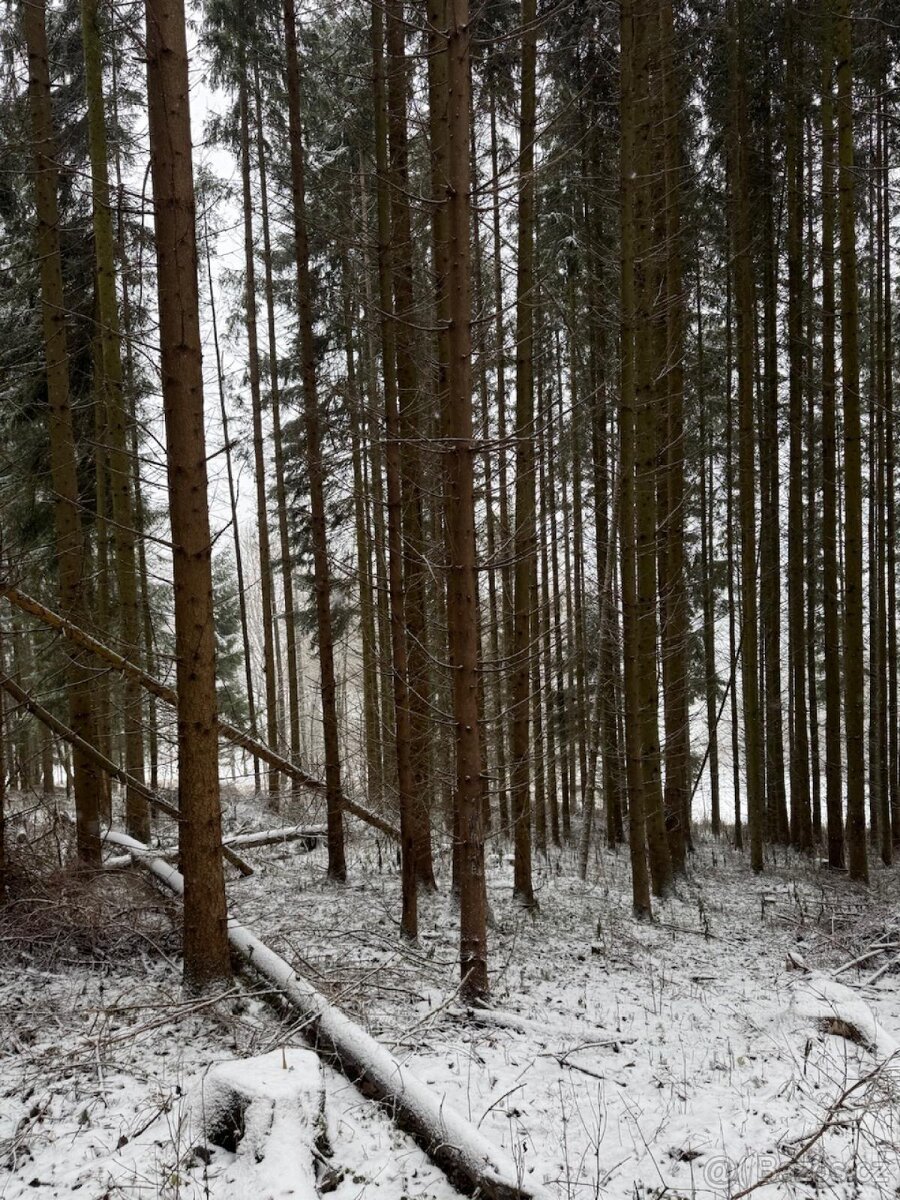 Prodej lesních pozemků k.ú. Maršíkov