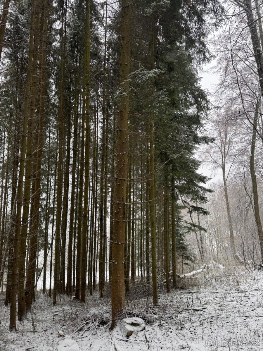 Prodej lesních pozemků k.ú. Maršíkov