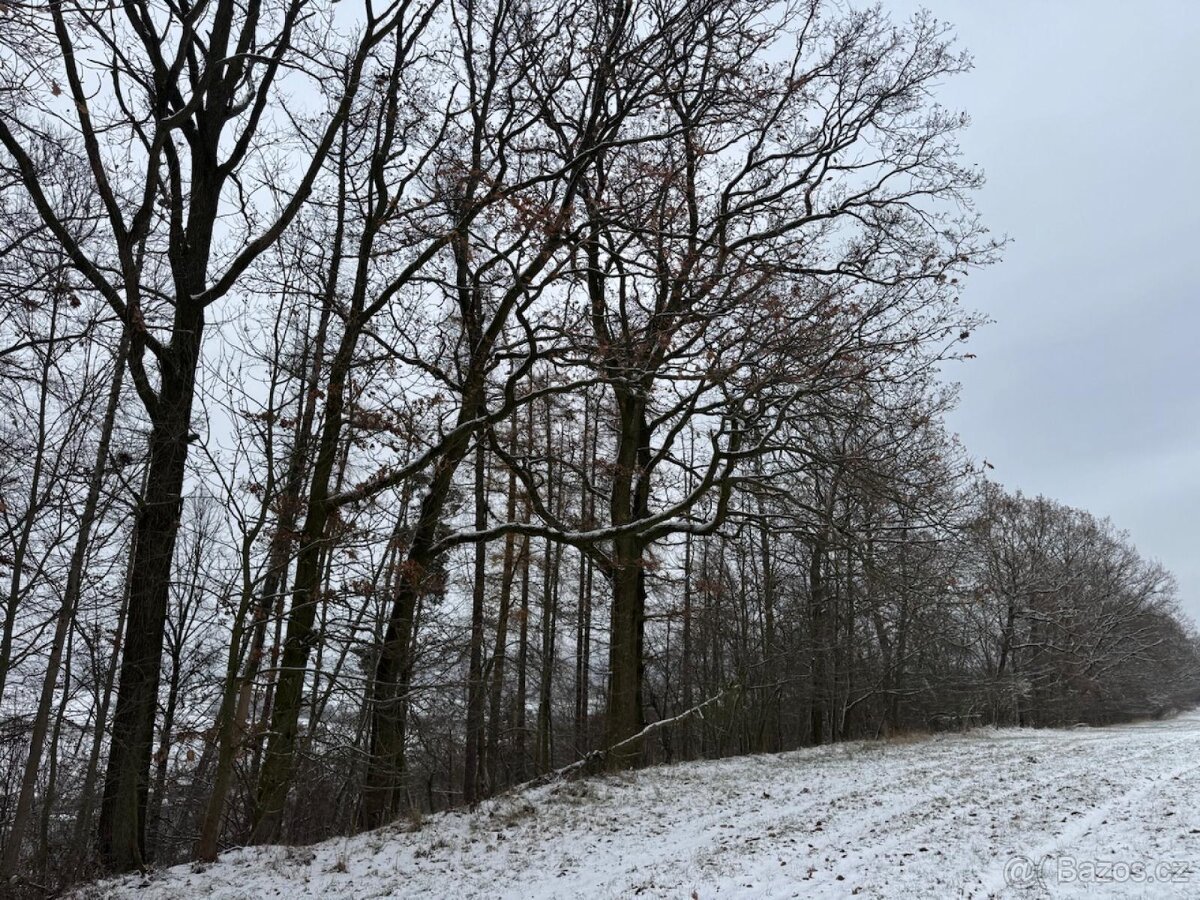 Prodej lesního pozemku k.ú. Hrabišín