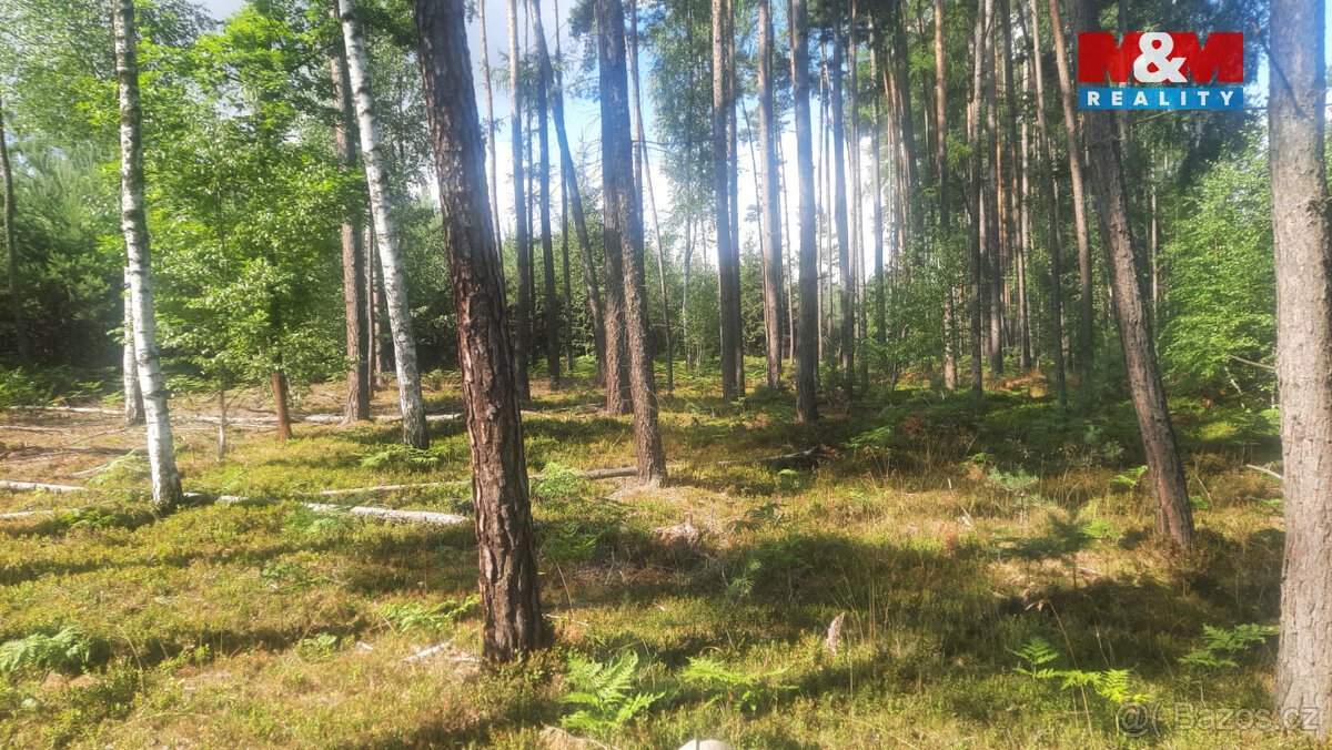 Prodej lesa, 108447 m², Březovice