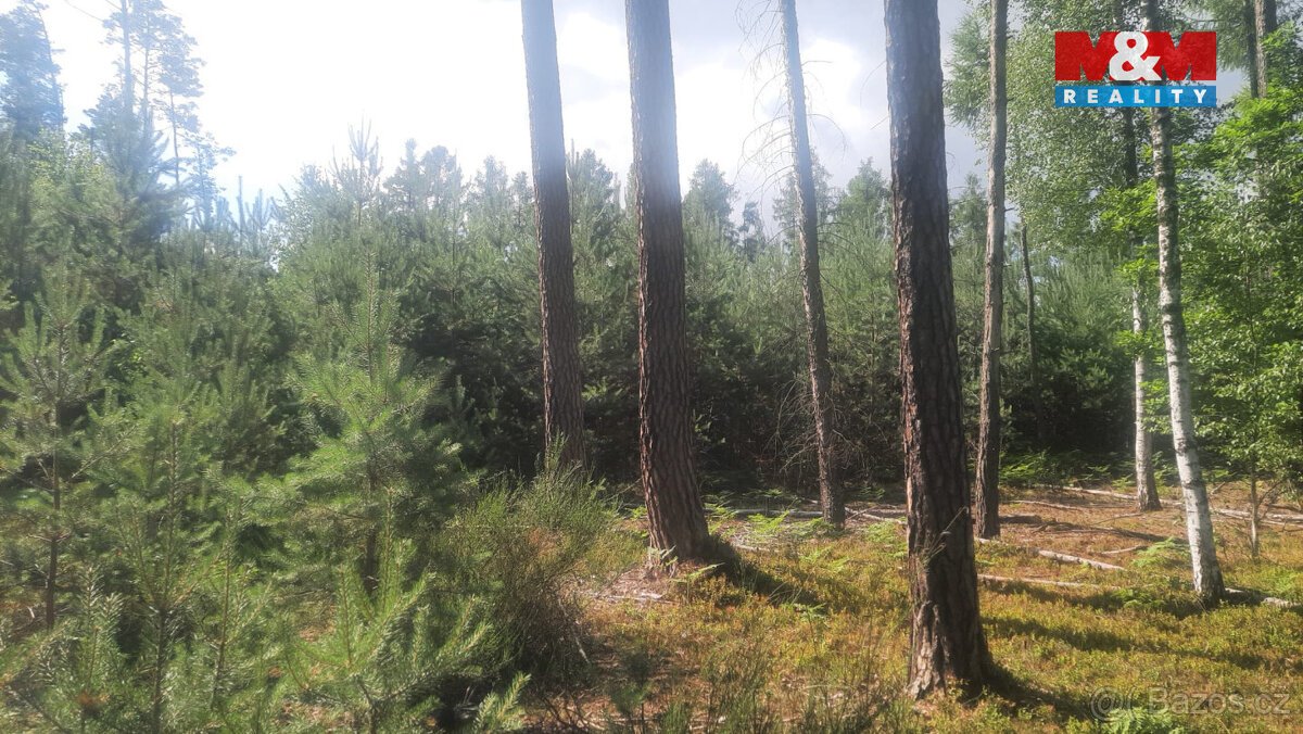 Prodej lesa, 108447 m², Březovice