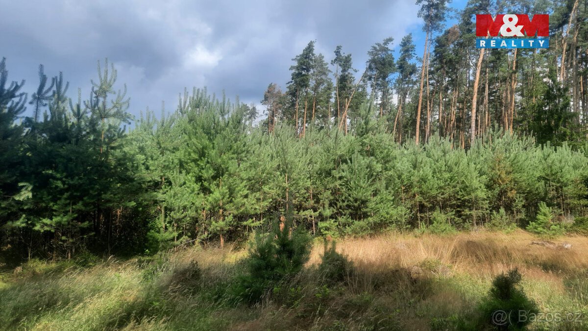 Prodej lesa, 108447 m², Březovice