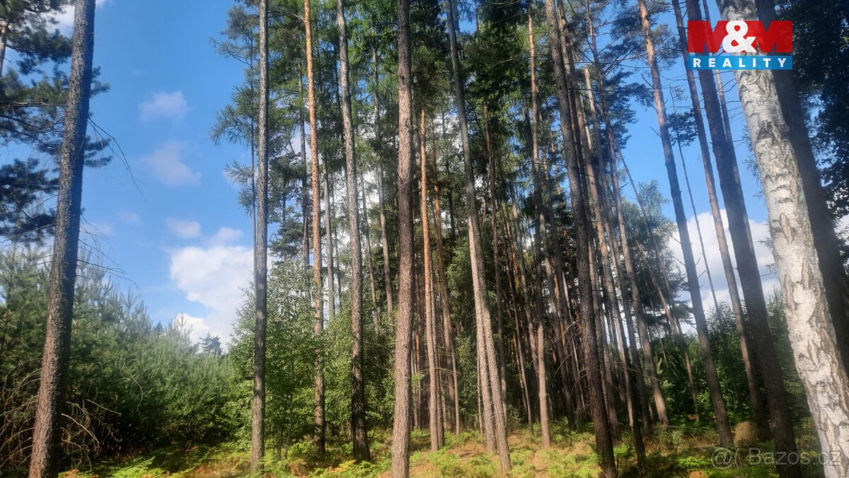 Prodej lesa, 108447 m², Březovice